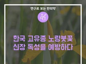 한국 고유종 노알붓꽃, 신장 독성을 예방하다