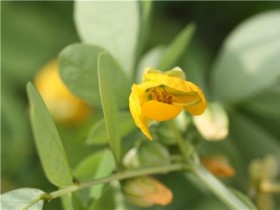 '결명자'의 위염 예방 효과 확인