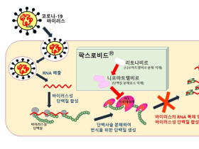 먹는 코로나19 치료제 ‘팍스로비드’, 긴급사용승인