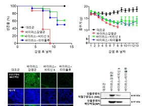 한의약 기반 포도나무 줄기서 항바이러스 효과 ‘확인’