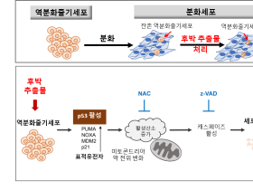 한약재 ‘후박’, 줄기세포 치료 부작용 극복 기술 개발