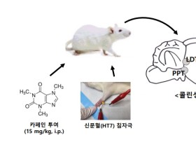 침 치료, 수면장애 완화 기전 ‘규명’