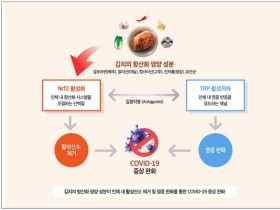 “김치, 코로나19 증상 완화에 도움된다”