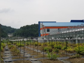 경남도농기원 약용자원연구소, 감초 국산화 위한 품종개발 추진