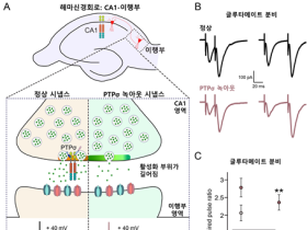 뇌신경세포 신호전달 규명으로 뇌질환 치료 '실마리'