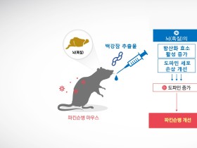 백강잠, 파킨슨병 운동장애 개선 효능 ‘입증’