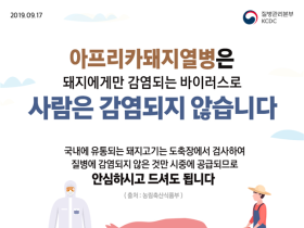 질본 “아프리카돼지열병, 사람은 감염되지 않아”