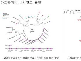 결명자, 기능성 성분 생합성 경로 밝혀