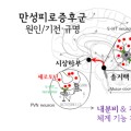 “세로토닌의 과활성화, 만성피로증후군 초래 규명”