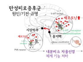 “세로토닌의 과활성화, 만성피로증후군 초래 규명”