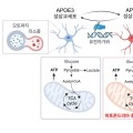 한의학연, APOE4와 알츠하이머 치매 연결고리 규명