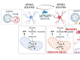 한의학연, APOE4와 알츠하이머 치매 연결고리 규명