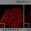 ENU약학조성물, 신경병증성 통증 개선에 효과