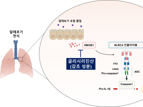 감초의 천식 치료 효능 규명