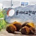 동서비교한의학회 “우담으로 우황 조제 성공”