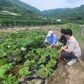 여름철 장마, 폭염···고품질 한약재 생산 기반 마련