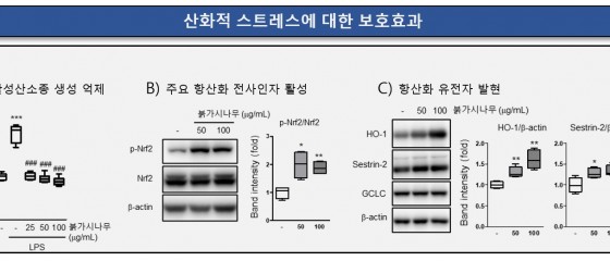 Confirmation of neuroinflammatory inhibitory effect of red thorn extract > News