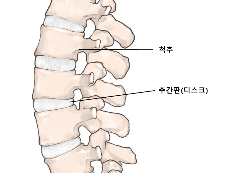 [사진설명] 척추의 구조.jpg