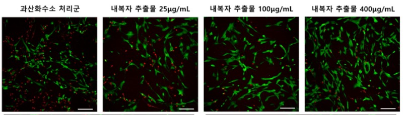 [사진설명] 내복자 추출물 투여에 따라 수핵세포 생존율이 높아지고 있다.jpg