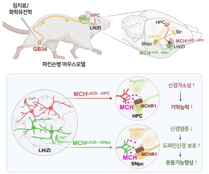 한의학과 뇌과학 만나 세계 최초 침치료 관련 뇌신경회로 규명