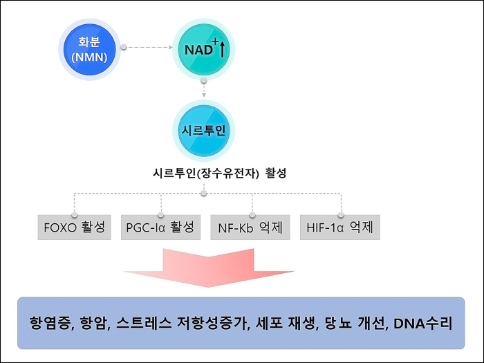 동서비교1.png