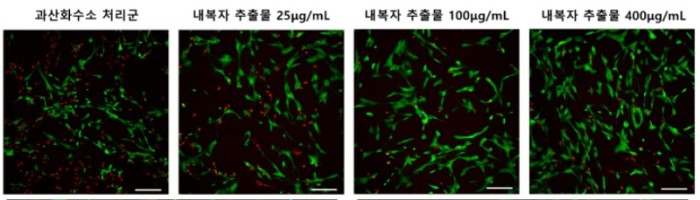 [사진설명] 내복자 추출물 투여에 따라 수핵세포 생존율이 높아지고 있다.jpg