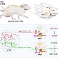 한의학과 뇌과학 만나 세계 최초 침치료 관련 뇌신경회로 규명