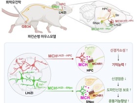 한의학과 뇌과학 만나 세계 최초 침치료 관련 뇌신경회로 규명