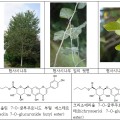 ‘현사시나무’서 신규물질 분리 및 항염증·항산화 기능 규명