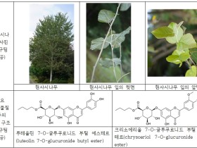 ‘현사시나무’서 신규물질 분리 및 항염증·항산화 기능 규명