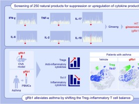한의학연, 인삼에서 천식 치료 실마리 찾아