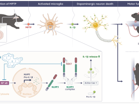 한의학연, 위장약에서 파킨슨병 치료 실마리 찾다