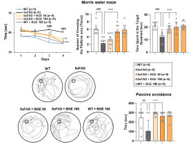 흑삼, 알츠하이머성 기억력 저하 증상 완화 ‘효과’