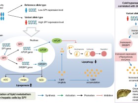 한증(寒證) 유전지표의 지방대사 인과성 ‘확인’