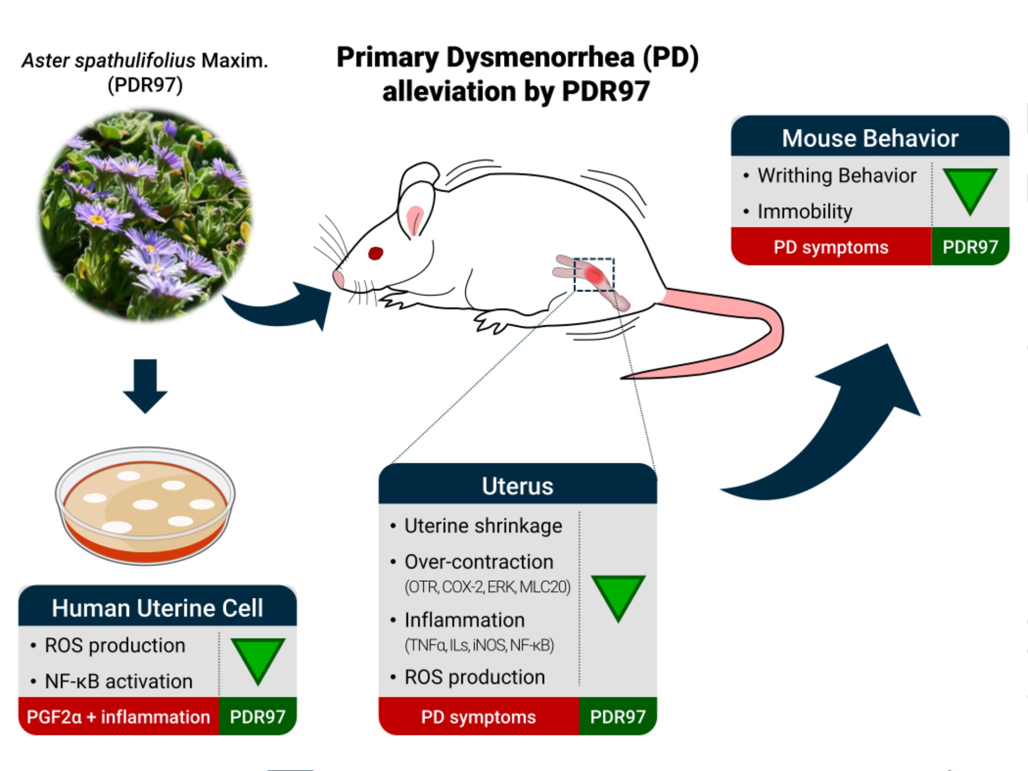 (그림2) 모식도 이미지.jpg