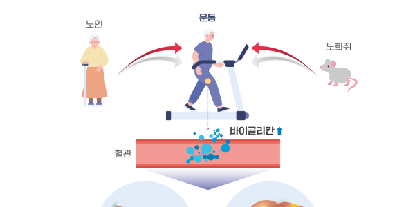건강한 노화의 지름길, 운동으로 근육과 간 기능 지켜요
