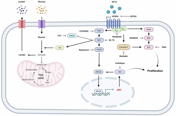 “비소세포폐암 정밀진단 및 맞춤형 치료전략에 새로운 단서 제공”