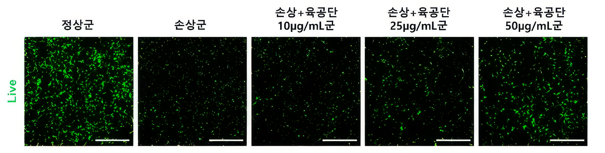 육공단의 해마 신경세포 보호효과 및 작용기전 규명