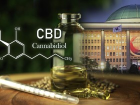 대마, 의약·산업 활용 입법 재개…기능성 성분 CBD 중심 재분류 추진