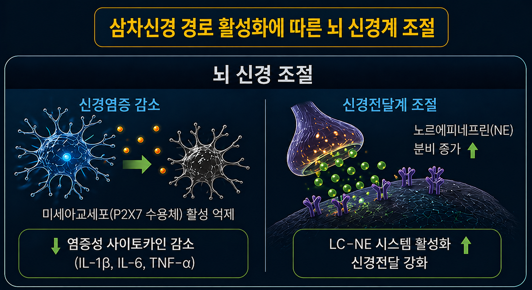 삼차신경3_삼차신경 활성화에 따른 뇌 신경계 조절 이미지.png