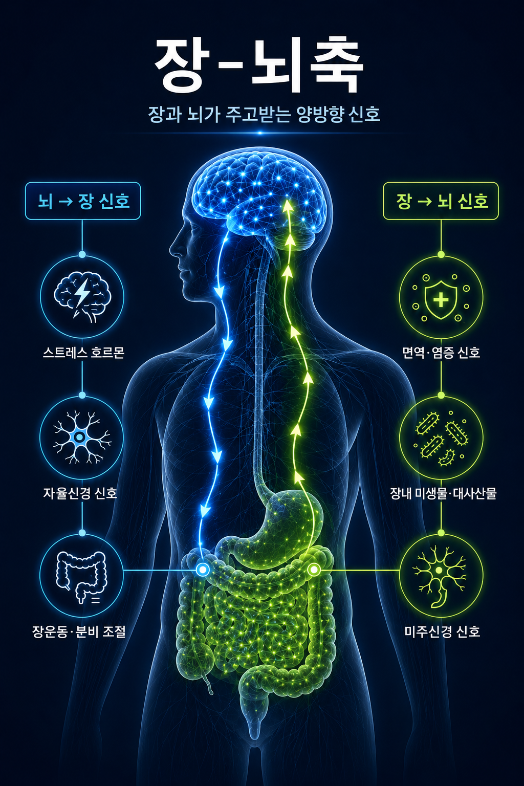[AI생성] 장-뇌축 이미지.png