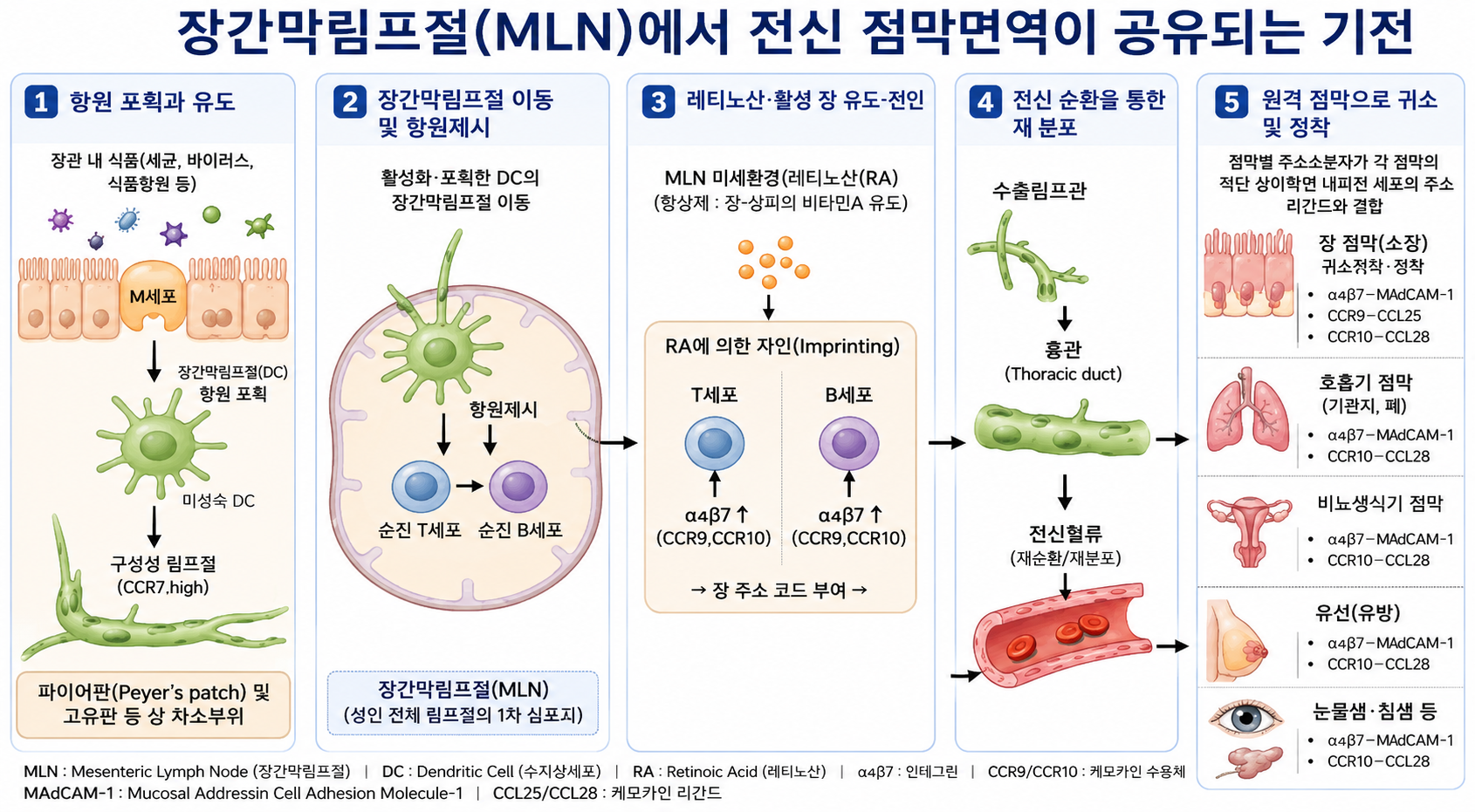 성장치료 기고문 중편 2.png